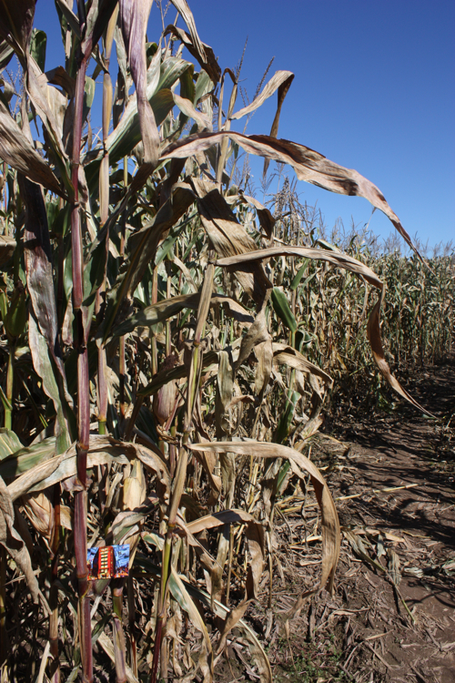 Woodstock Photograph Borbay Woodstock Photograph Borbay