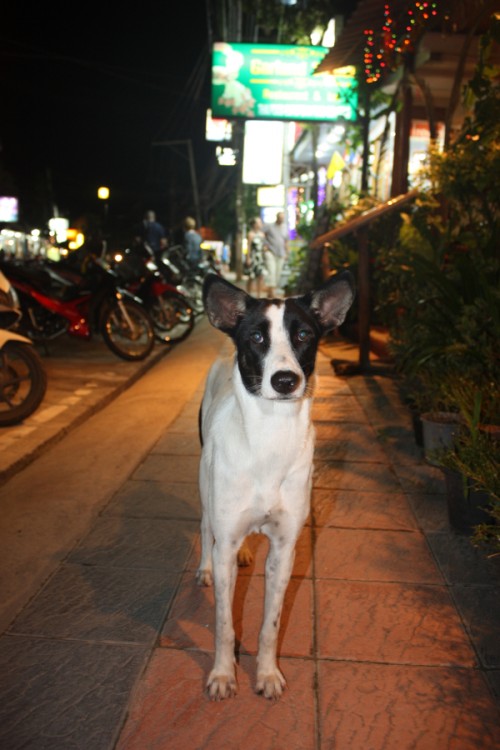 Ko Samui, Koh Phangan and Shanghai Photo by Borbay