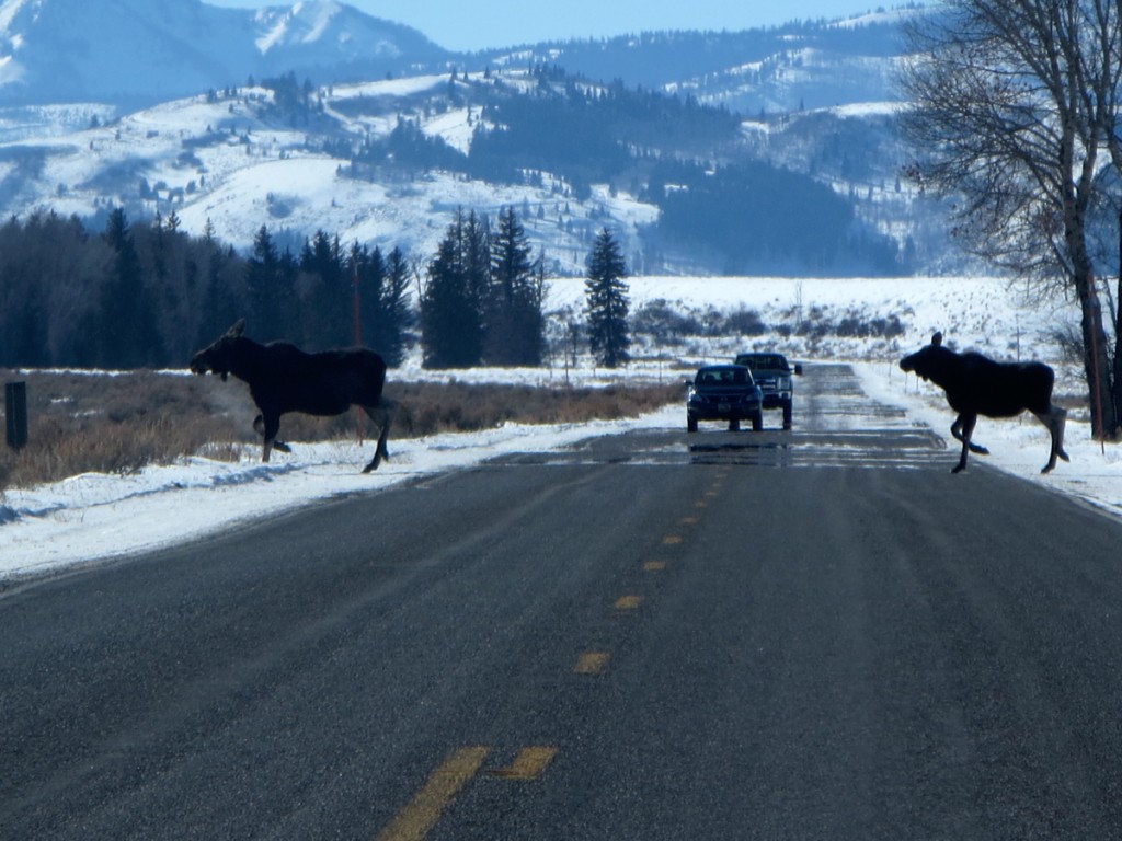 Moose Crossing in Jackson Hole by Borbay
