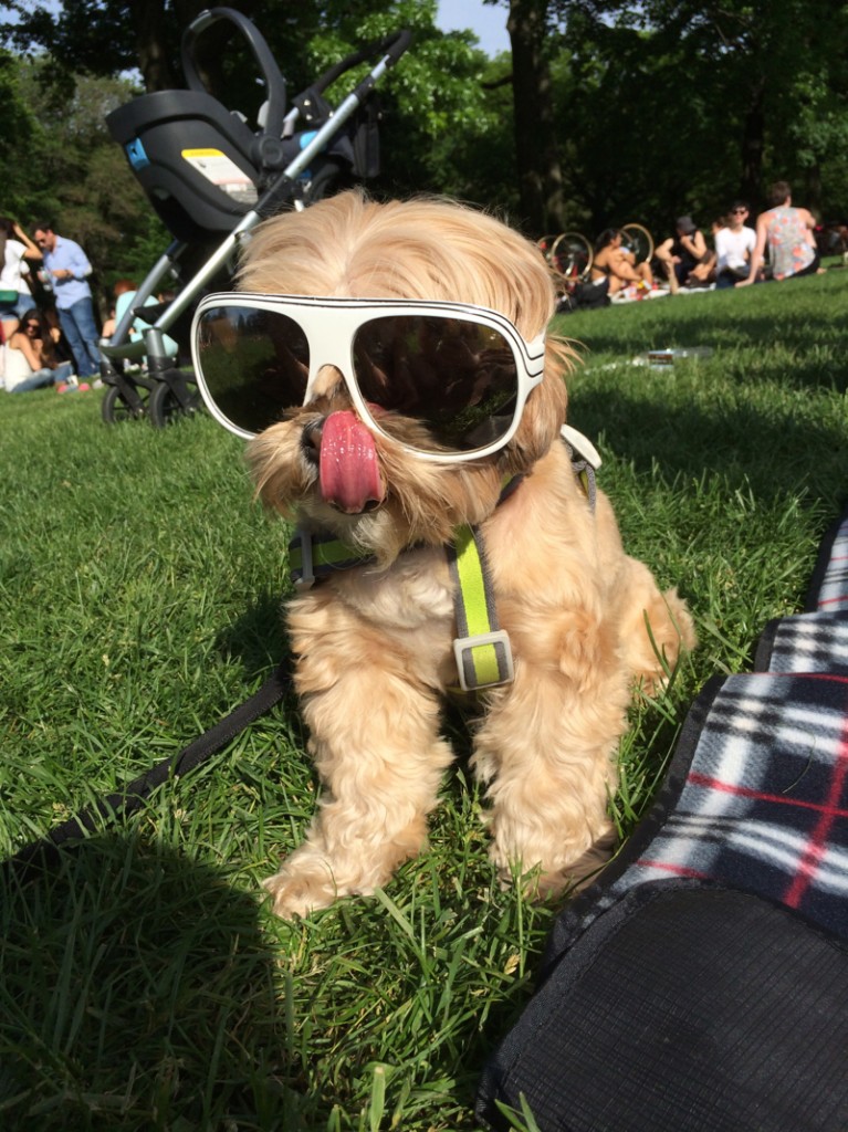 Pup Central Park