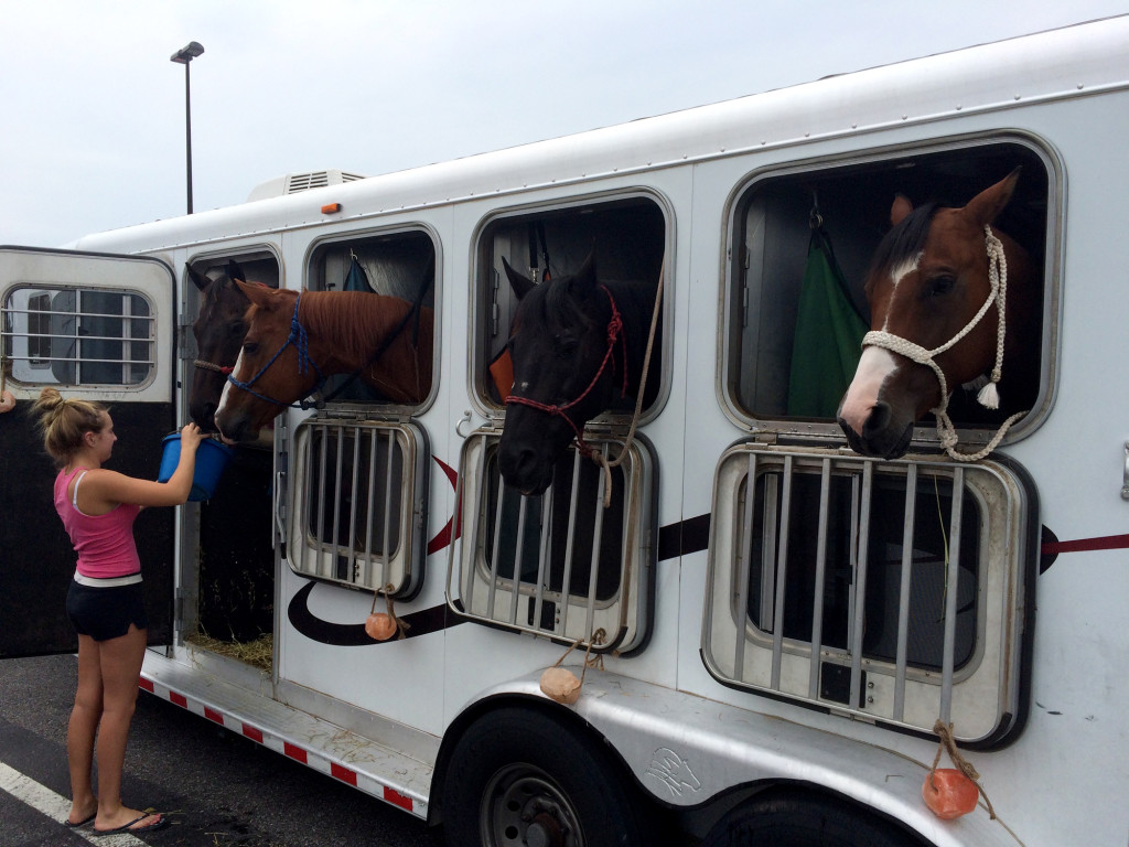 Horses On The Road - BORBAY Horses On The Road
