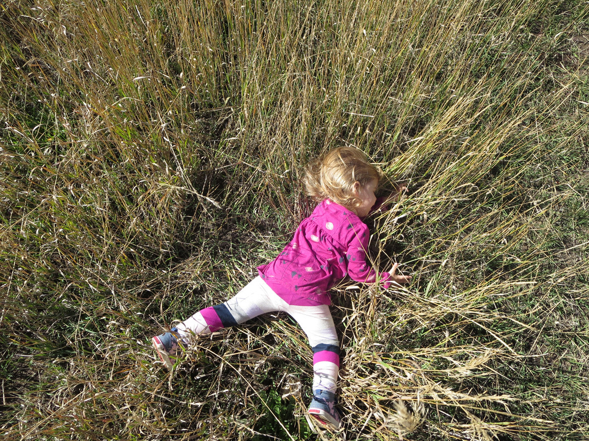 Coraline In The Wheat Teton National Park