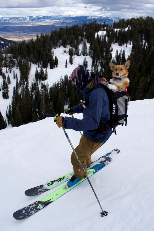 Thanksgiving Bowl Corgi