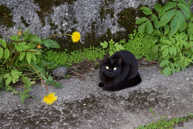 Kitty in Reykjavik by Borbay - BORBAY Kitty in Reykjavik by Borbay