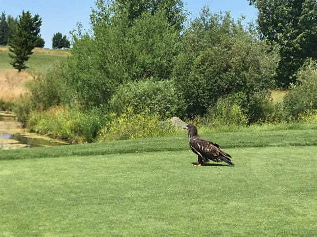 Golden Eagle Teton Springs