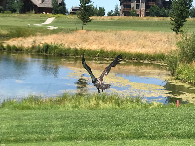 Golden Eagle Teton Springs